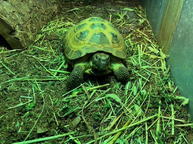 Sheldon Image