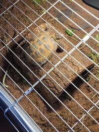 Sheldon - Photo 2