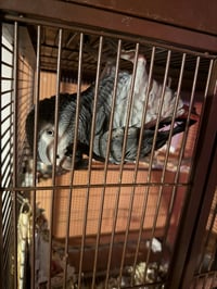 Shredder - Photo 2
