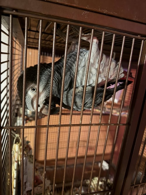 SHREDDER - African Grey available for adoption