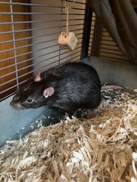 Luigi - Photo 4