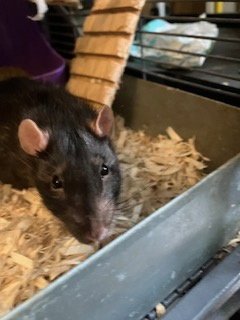 LUIGI - Rat available for adoption
