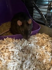 Luigi - Photo 5