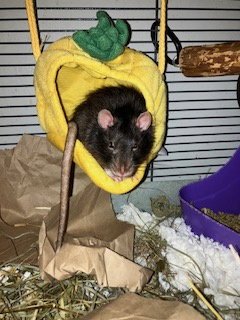 LUIGI - Rat available for adoption