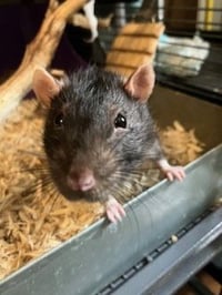 Luigi - Photo 3