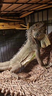 T-Rex - Photo 1