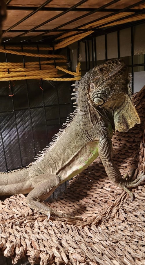 T-REX - Iguana available for adoption
