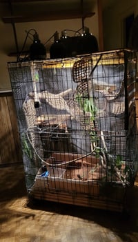 T-Rex - Photo 4