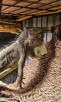 T-Rex - Photo 3