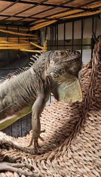 T-Rex - Photo 2