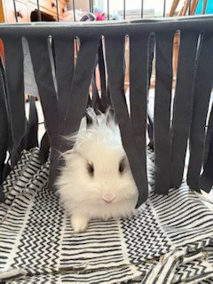 BO - Hotot available for adoption