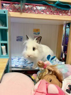BO - Hotot available for adoption