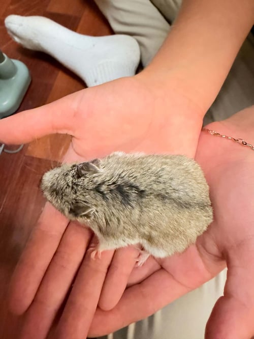 WAFFLES - Hamster available for adoption