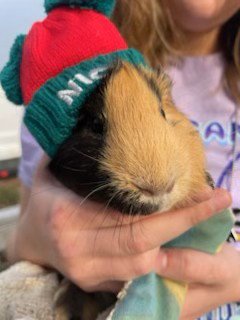 CARL - Guinea Pig available for adoption