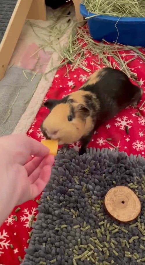 CARL - Guinea Pig available for adoption