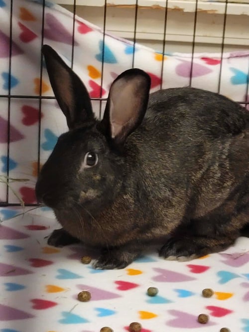 LOUIS BUNNINGTON - American available for adoption