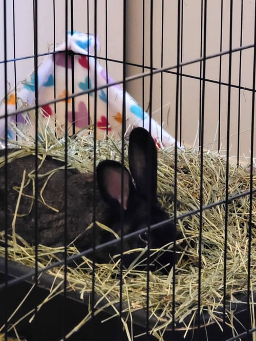 LOUIS BUNNINGTON - American available for adoption