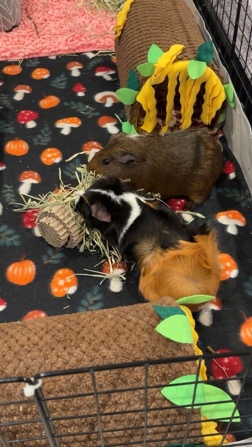 TWIX AND COOKIE - Guinea Pig available for adoption