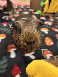 Twix and Cookie - Photo 3