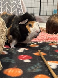Twix and Cookie - Photo 2