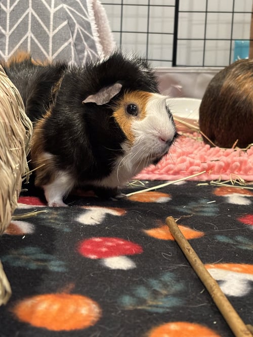 TWIX AND COOKIE - Guinea Pig available for adoption