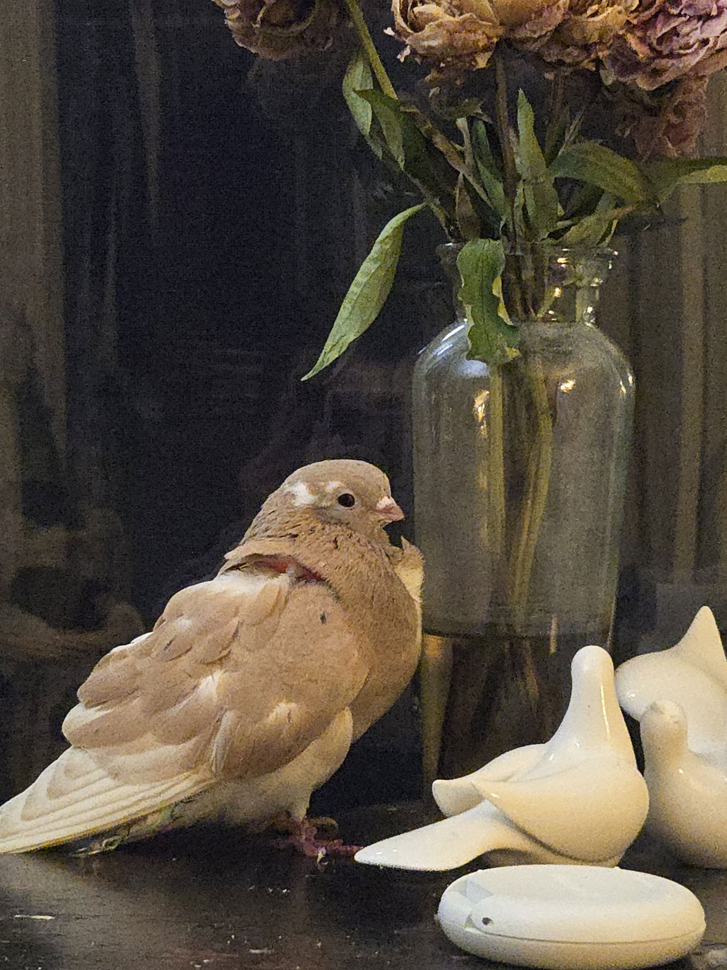 PEACH - Pigeon available for adoption