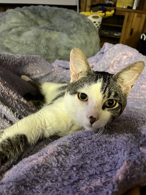ARTEMIS - Tabby / Domestic Short Hair available for adoption