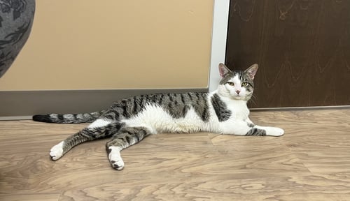 ARTEMIS - Tabby / Domestic Short Hair available for adoption