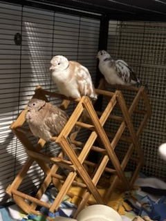 JACK, ARTHUR, GENEVIEVE AND MERLIN - Dove / Ringneck/Psittacula available for adoption