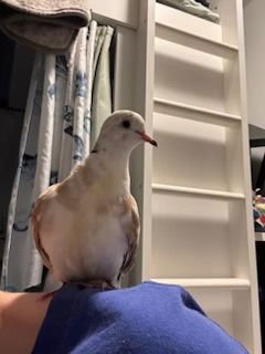 Jack, Arthur, Genevieve and Merlin - Photo 3