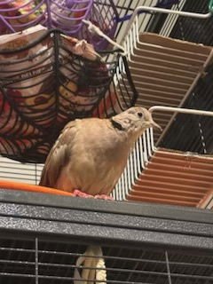 Jack, Arthur, Genevieve and Merlin - Photo 4