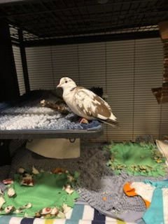 Jack, Arthur, Genevieve and Merlin - Photo 5