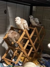 Jack, Arthur, Genevieve and Merlin - Photo 1