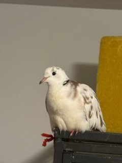 JACK, ARTHUR, GENEVIEVE AND MERLIN - Dove / Ringneck/Psittacula available for adoption