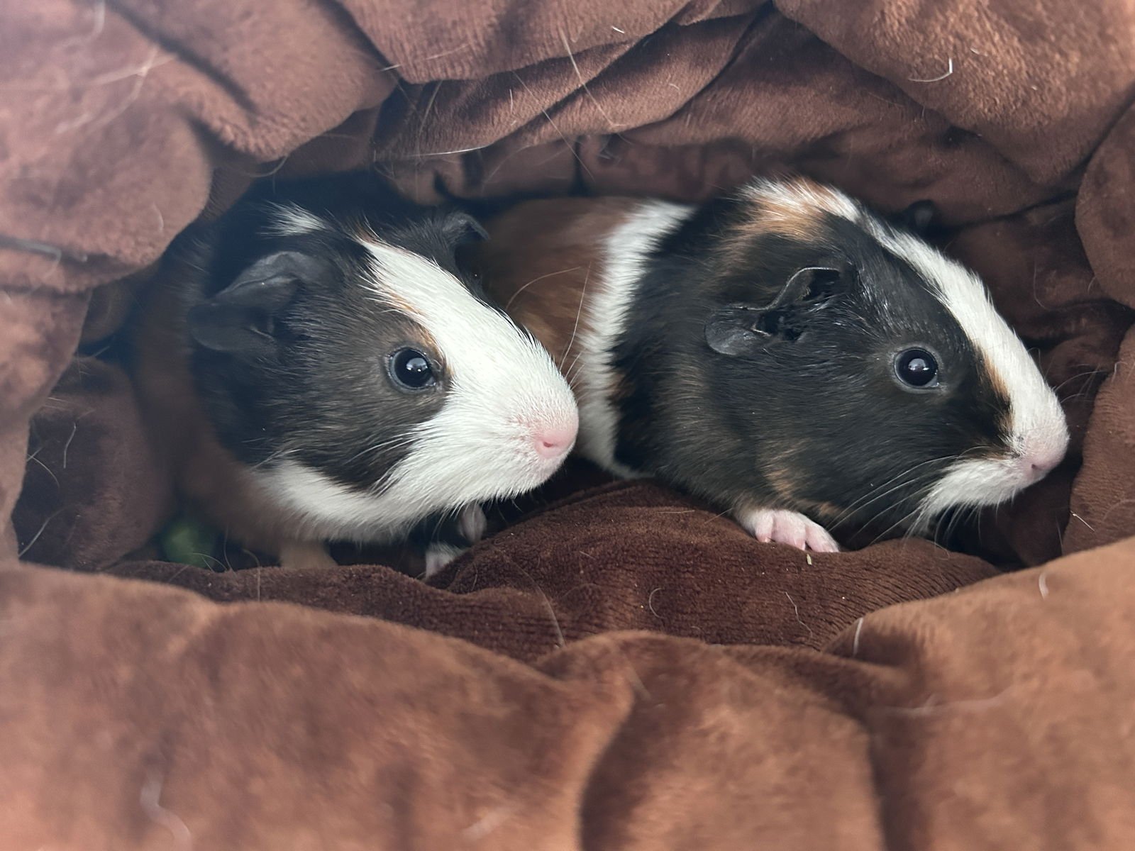 CHIPS AND DIP - Guinea Pig available for adoption
