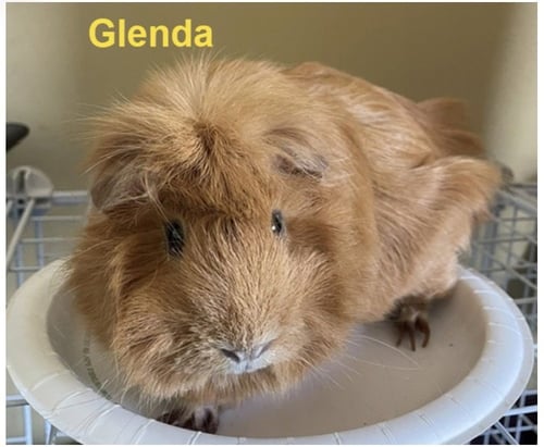 GLENDA - Guinea Pig available for adoption