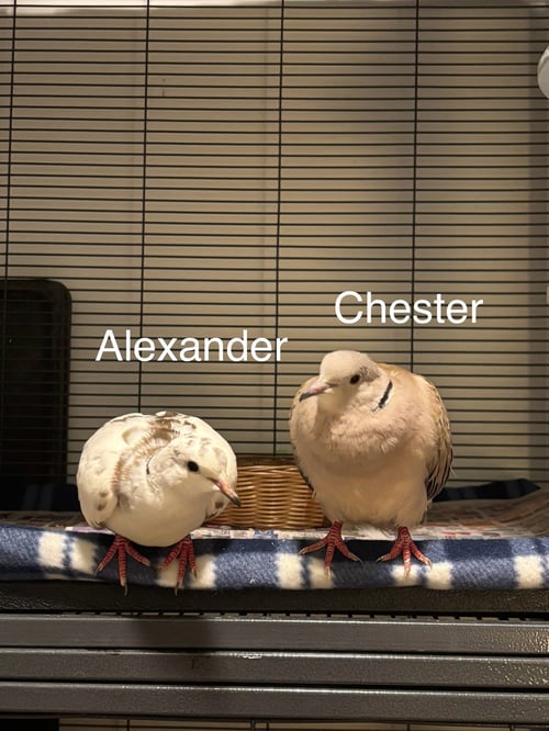 ALEXANDER AND CHESTER - Dove / Ringneck/Psittacula available for adoption