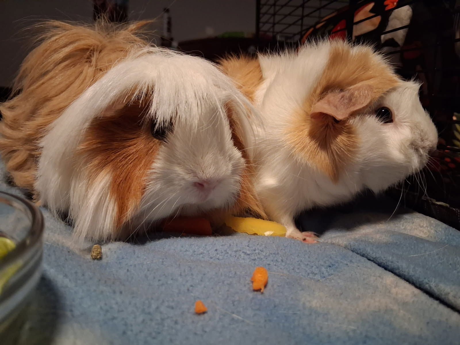 LUNA AND JASMIN - Guinea Pig available for adoption