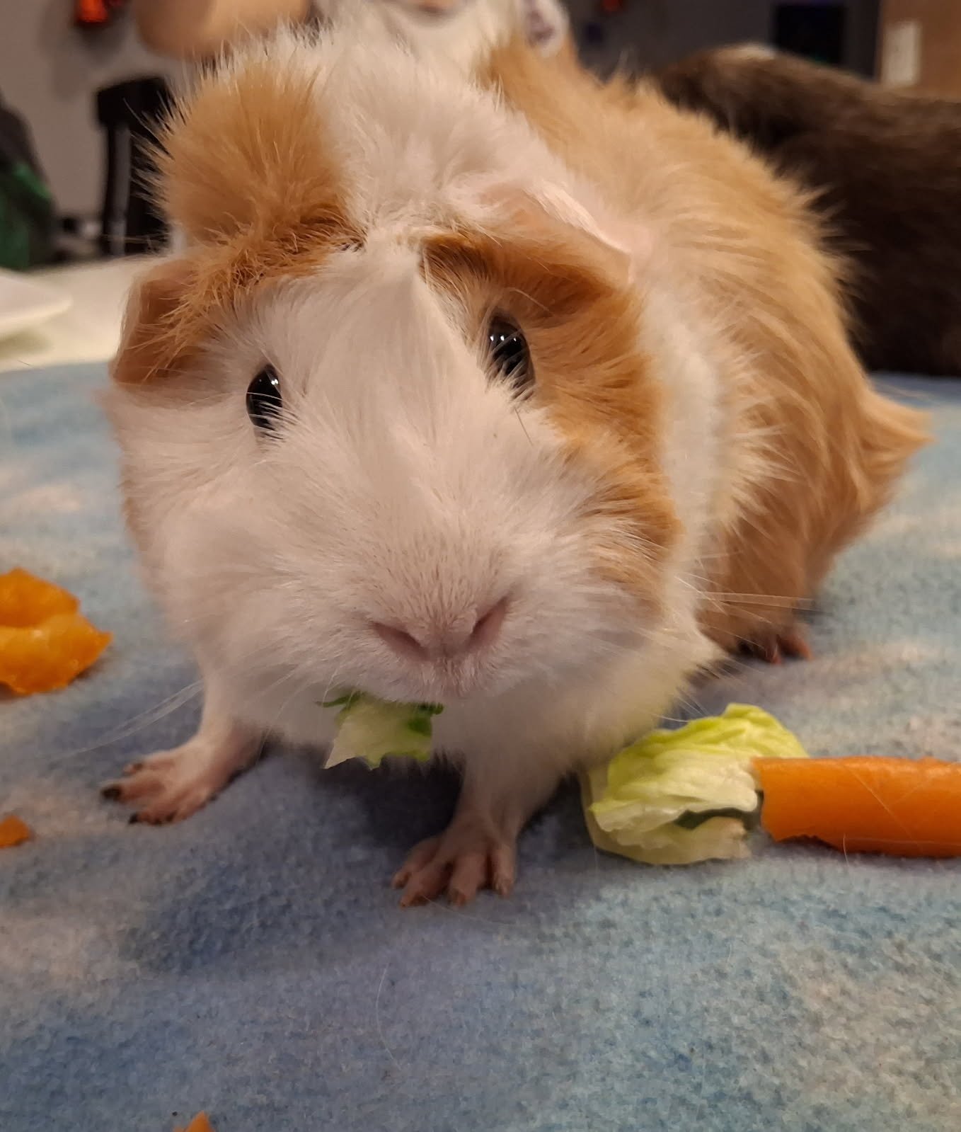 LUNA AND JASMIN - Guinea Pig available for adoption