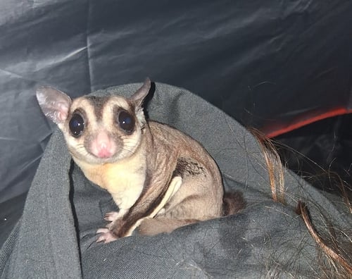 MANGO AND KIWI - Sugar Glider available for adoption