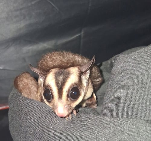 MANGO AND KIWI - Sugar Glider available for adoption