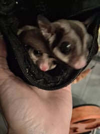 Mango and Kiwi - Photo 3
