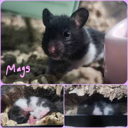 MAGS - Hamster available for adoption