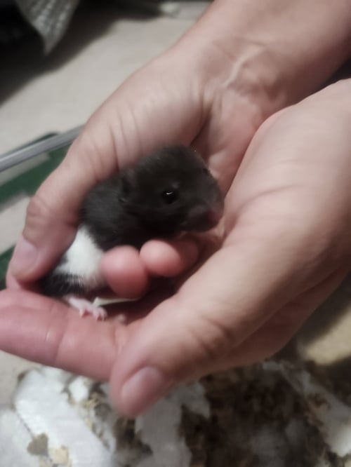 MAGS - Hamster available for adoption