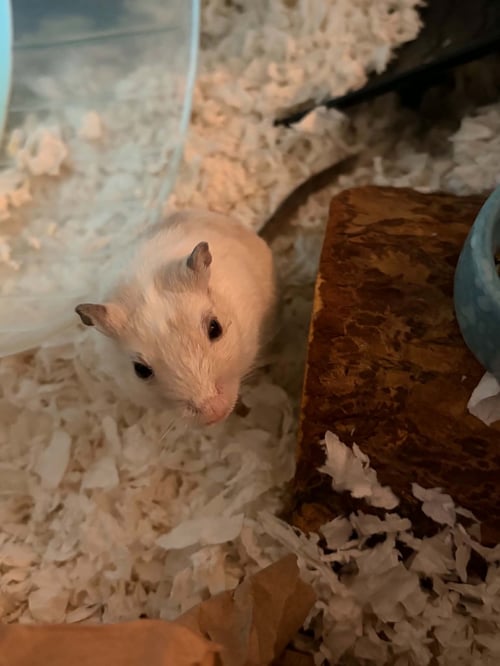 GERBINO AND GERBINA