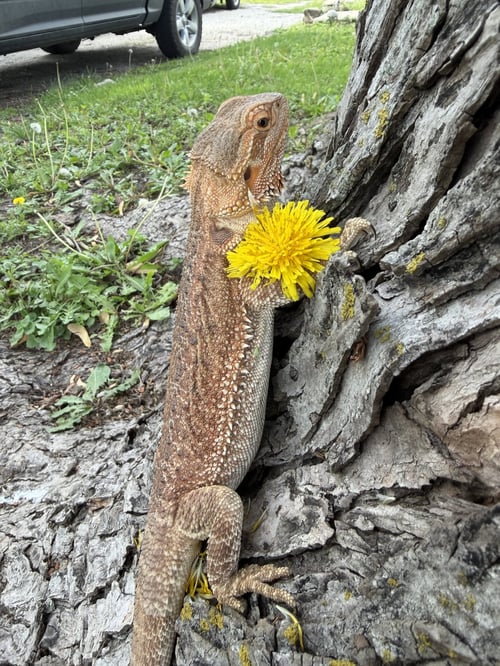 DUNE - Lizard available for adoption