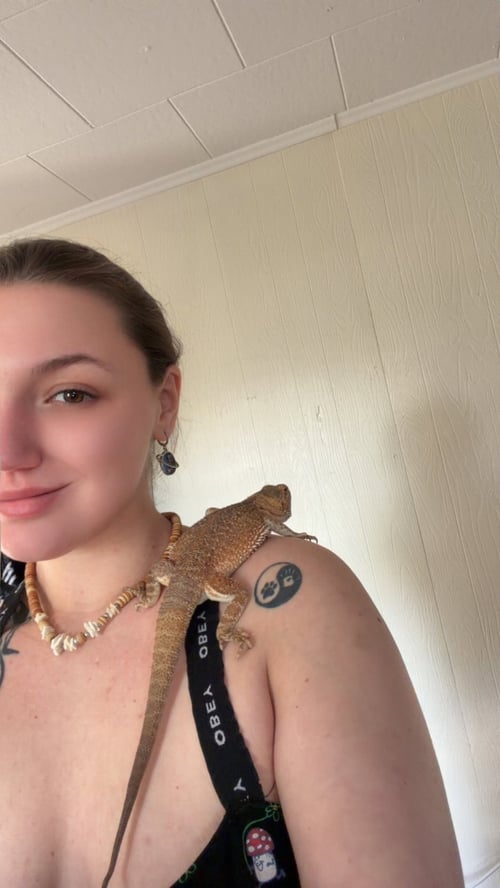 DUNE - Lizard available for adoption