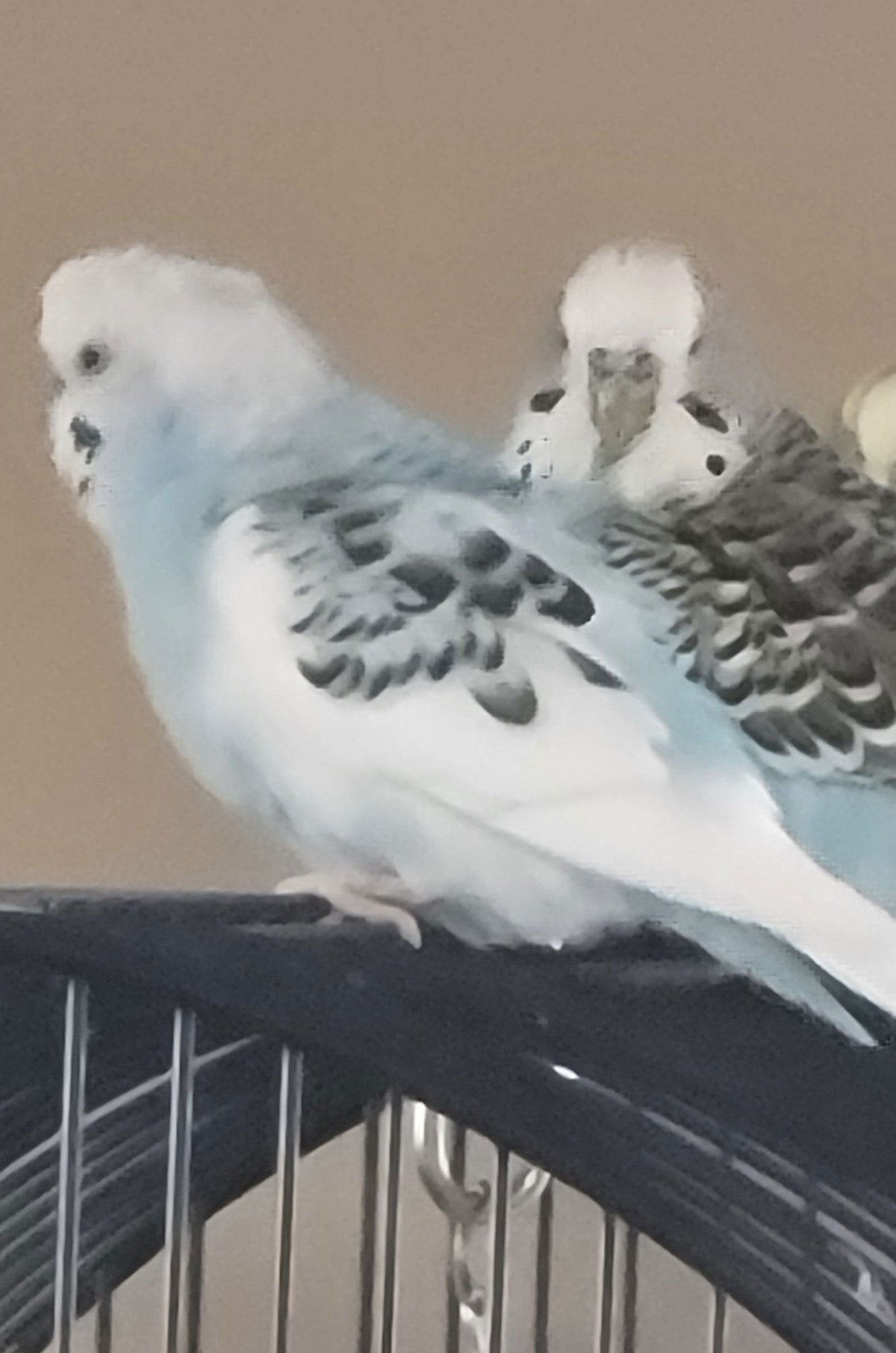 CYAN - Budgie/Budgerigar available for adoption