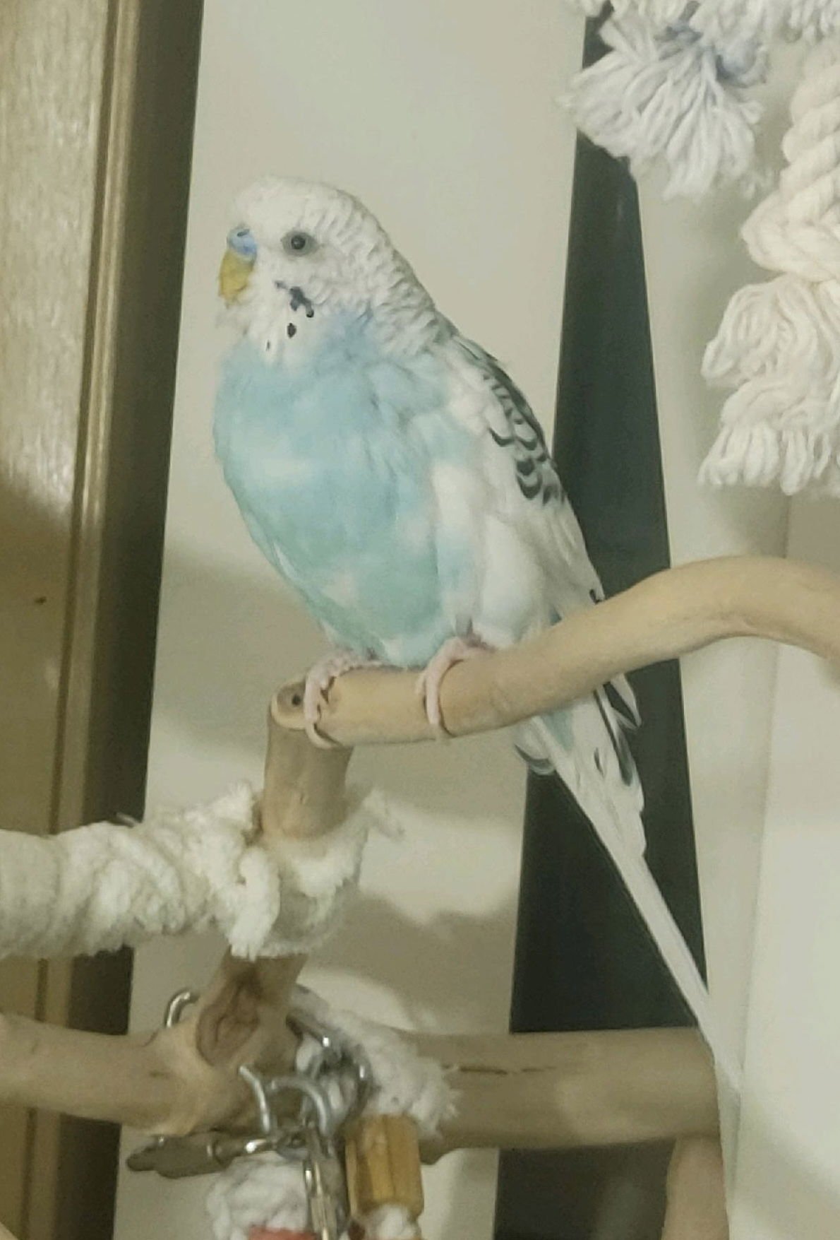 CYAN - Budgie/Budgerigar available for adoption