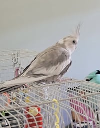 Pearl - Photo 1